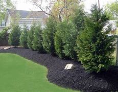 Image result for Fast Growing Evergreen Trees