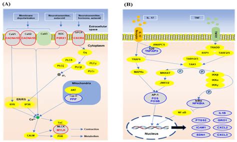 Common and Differential Dynamics of the Function of Peripheral Blood ...