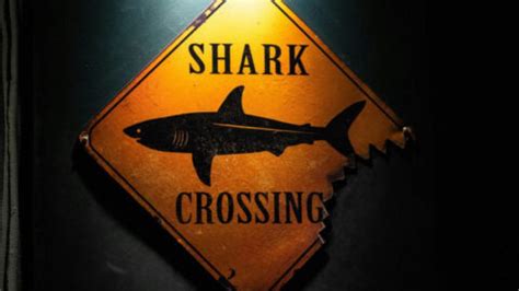 The “Winged Nightmare”: Understanding the Phobia You Didn’t Know Had a Name