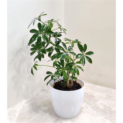 CAPPL Green Schefflera Indoor Plant With Plastic Pot : Amazon.in ...