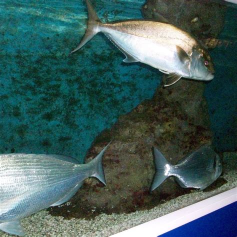 PAUL RICARD OCEANOGRAPHIC INSTITUTE - All You Need to Know BEFORE You ...