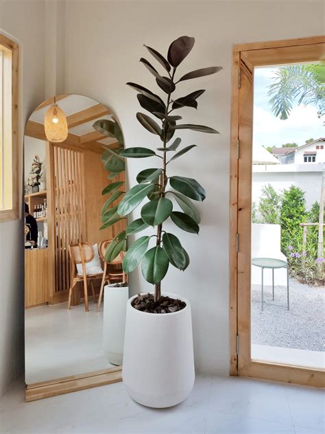 12 Large Leaf House Plants: The Easiest Large Houseplants to Grow ...