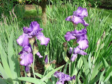 Complete Care of Tall Bearded Iris | What Grows There :: Hugh Conlon ...