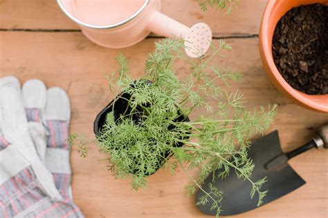 Dill: Plant Care & Growing Guide