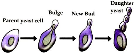 Explain budding in Yeast