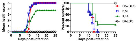 Zika Virus Fatally Infects Wild Type Neonatal Mice and Replicates in ...