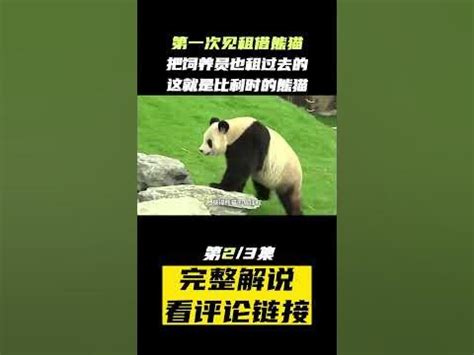 熊猫丫丫经过一个月隔离，到达了北京动物园，和萌兰做邻居(PT2/3）#shorts #animals #panda - YouTube