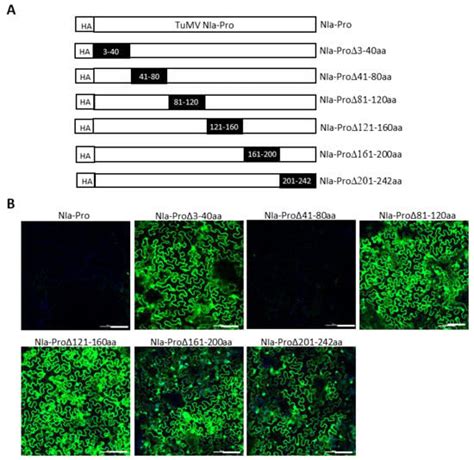 P3 and NIa-Pro of Turnip Mosaic Virus Are Independent Elicitors of ...