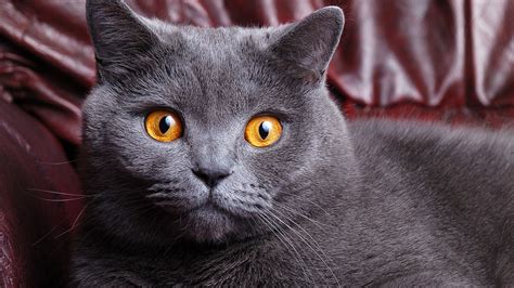 british shorthair colors