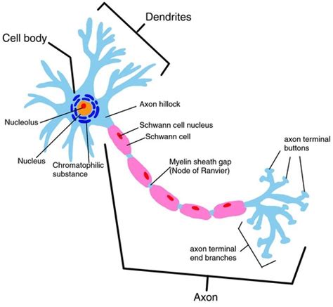 Chapter 11: Fundamentals of the Nervous System and Nervous Tissue ...
