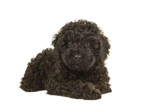 Image result for Labradoodle