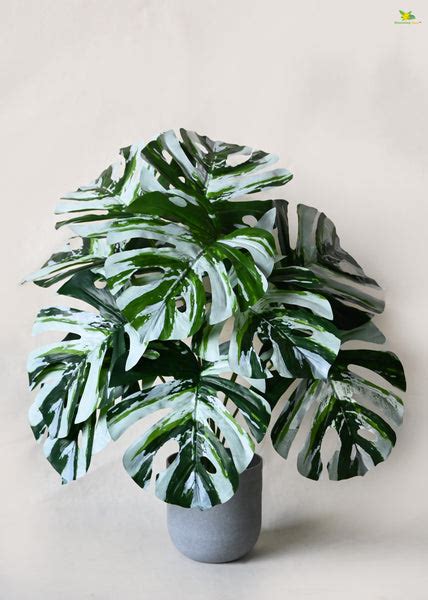 Artificial Monstera Plant – 60 cm, 12 Leaves, Green-White, with Basic ...