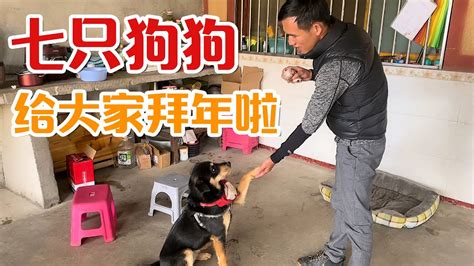 狗年活动海报 图片下载_红动中国