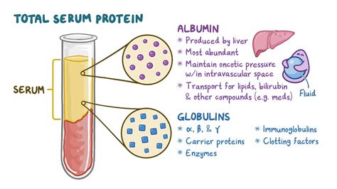 Complete metabolic panel (CMP) - Total protein: Nursing - Osmosis Video ...