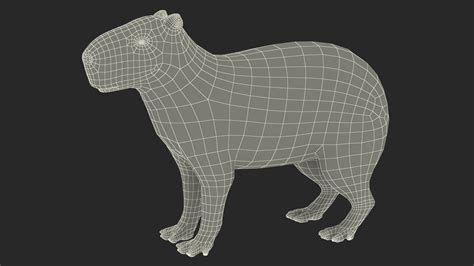 Capybara Fur Rigged 3D model | 3D Molier International