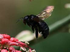 bienen niedrigere klassifizierungen journal of humour we live in a world right bienen niedrigere klassifizierungen journal of humour we live in a world right