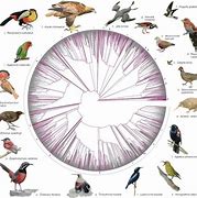 Image result for ornithology 鸟类研究学