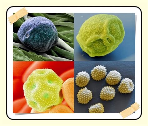 Image result for Flower Pollen Under Microscope