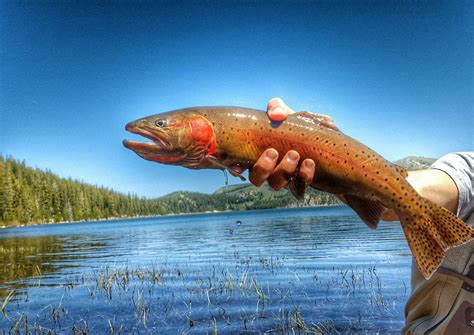 Lahontan Cutthroat Trout Pyramid Lake