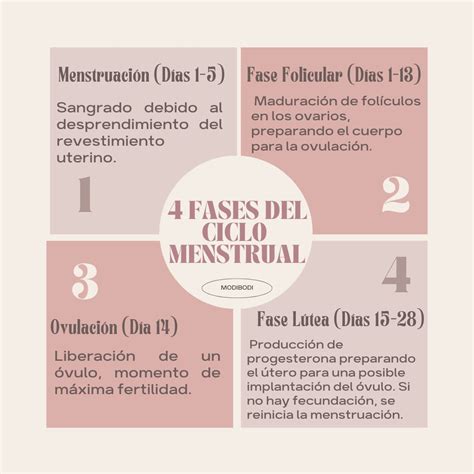 Conoce Tu Cuerpo: Las 4 Fases del Ciclo Menstrual - Modibodi prendas ...
