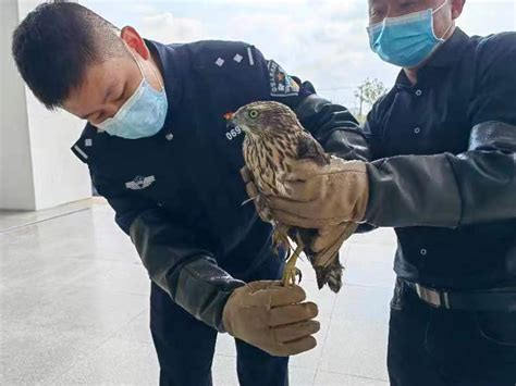 启东警方救助路边受伤的“大鸟”，竟是国家保护动物_江南时报