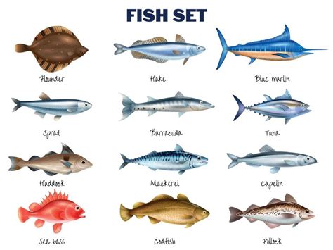 Image result for Fish Shell Argparse Examples