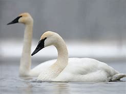 swans 的图像结果