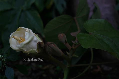 India Flora Online
