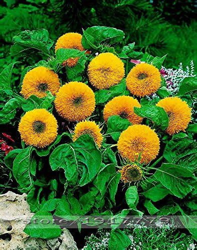 Creative Farmer Flower Seeds Sunflower Dwarf Teddy Bear Flower Seeds ...