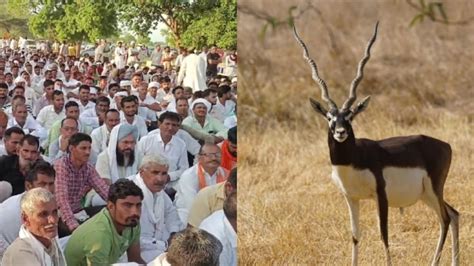 Blackbuck Hunting Protest: काले हिरण के शिकार मामले में धरना समाप्त ...