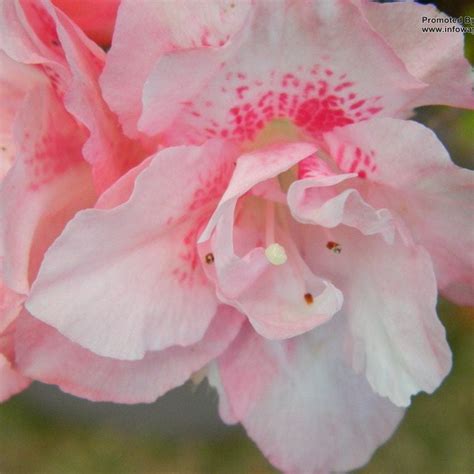 Beautiful Double Red Azalea Hybrids for Sale - Add Color to Your Garde ...