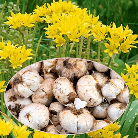 Floriculture Tubers & Bulbs in Delhi | Best Flower Bulbs Suppliers in Delhi