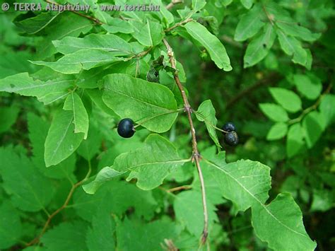 Image result for Lonicera nigra