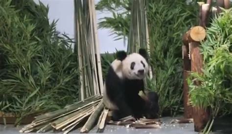 大熊猫“丫丫”平安抵达北京动物园 现不对外展出 - 西部网（陕西新闻网）