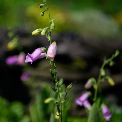 Digitalis thapsi 'Spanish Peaks' (Foxglove) - Fieldstone Gardens Inc