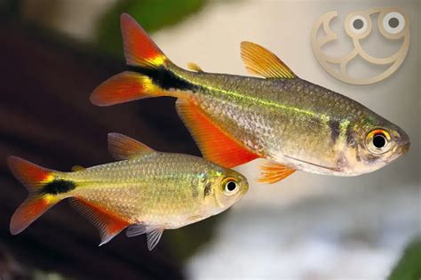 Buenos Aires Tetra Max Size