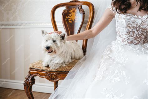 Wedding Bride Dogs 的图像结果