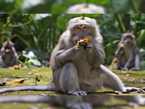 Monkeys in bali use stone tools as sex toys frequently in bali