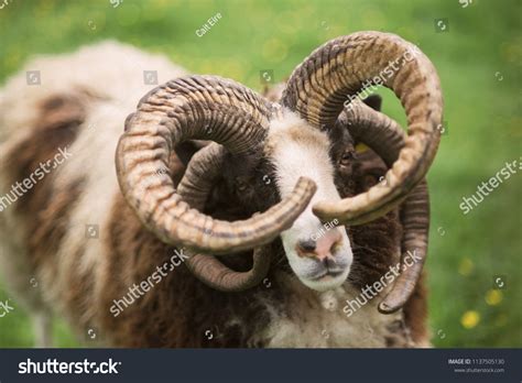Four Horned Sheep Hebridean Sheep Wester Gladstone Hebridean Sheep