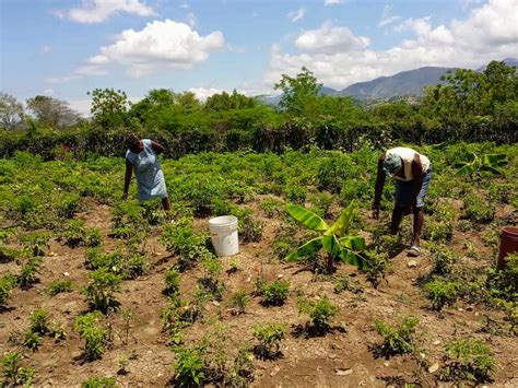 Small-Scale Hog Farming 的图像结果