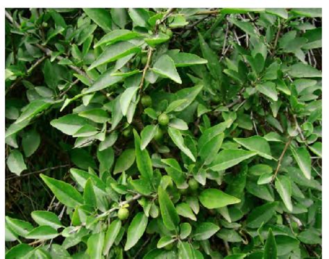 小叶鼠李-上海植物-图片