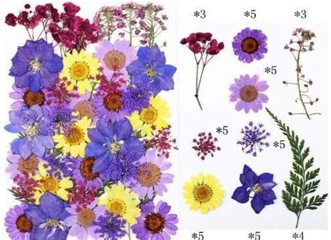 Litvibes Dried Pressed Real Flowers Colorful Natural Dried Flowers ...