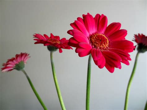 Flowers With Long Stems And No Leaves at Angela Bilbo blog