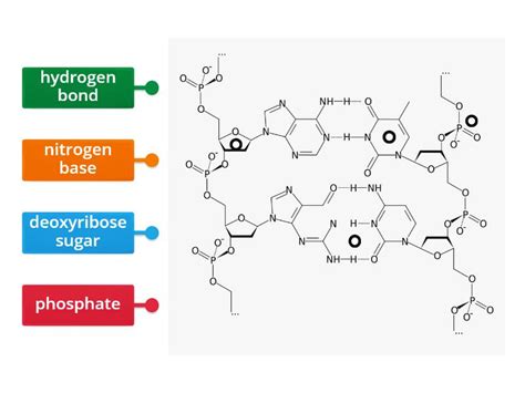 DNA Label 的图像结果