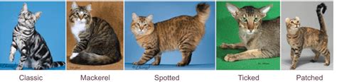 Image result for Classification Problem Classes