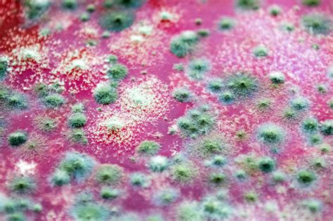 Critical Public Health Threat: Deadly Fungus Discovered in Commercial Soil, Compost, and Flower ...