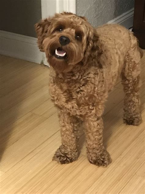 Image result for Cockapoo Adult Dogs