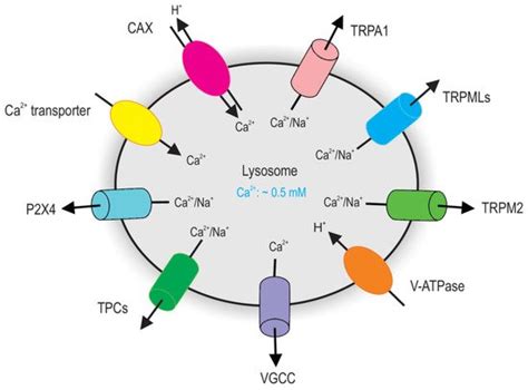 Lysosomal Calcium Channels | Encyclopedia MDPI