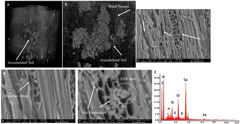 Multifactorial Analysis of Wood Deterioration in Ancient Egypt: A Case ...