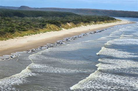 Around 200 stranded whales die after beaching on Tasmania coast ...